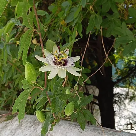 Casa 2 Jardins *